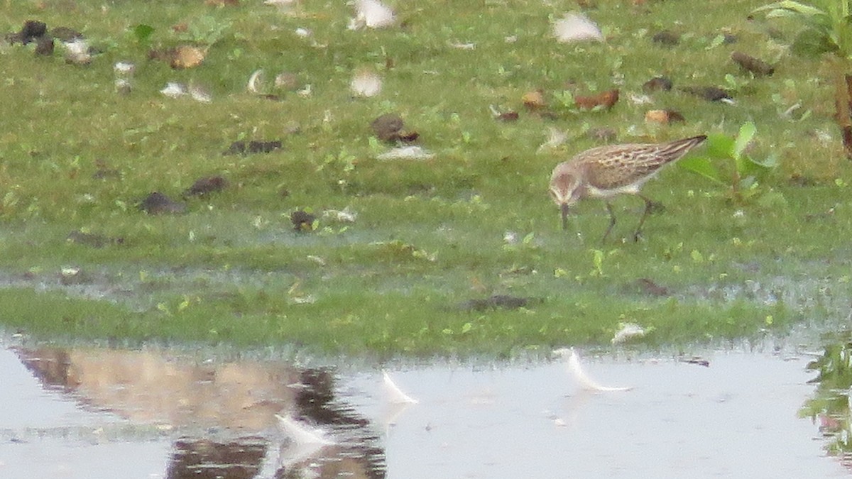 Baird's Sandpiper - ML608541841