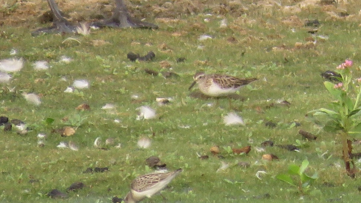 Baird's Sandpiper - ML608541846