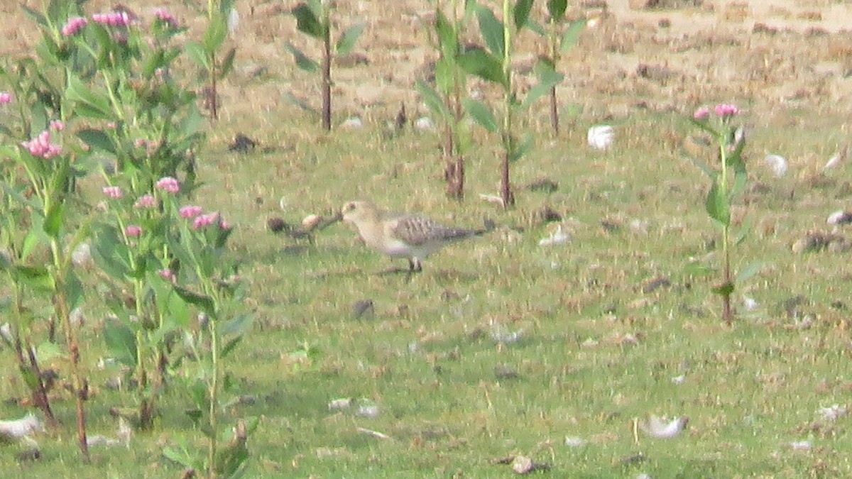 Baird's Sandpiper - ML608541847