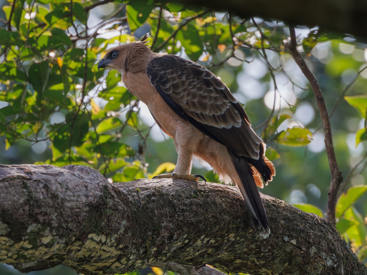 Wallace's Hawk-Eagle - Ng SH