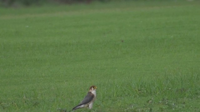 Red-necked Falcon - ML608542025