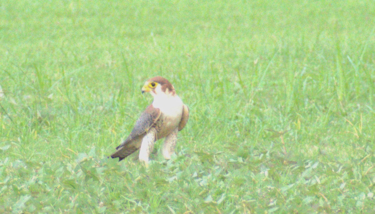 Red-necked Falcon - JOEL J MATHEW