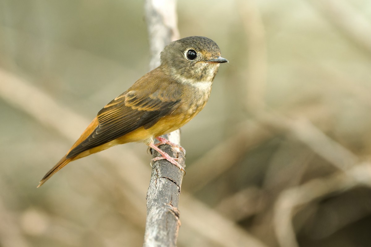 Ferruginous Flycatcher - ML608542064