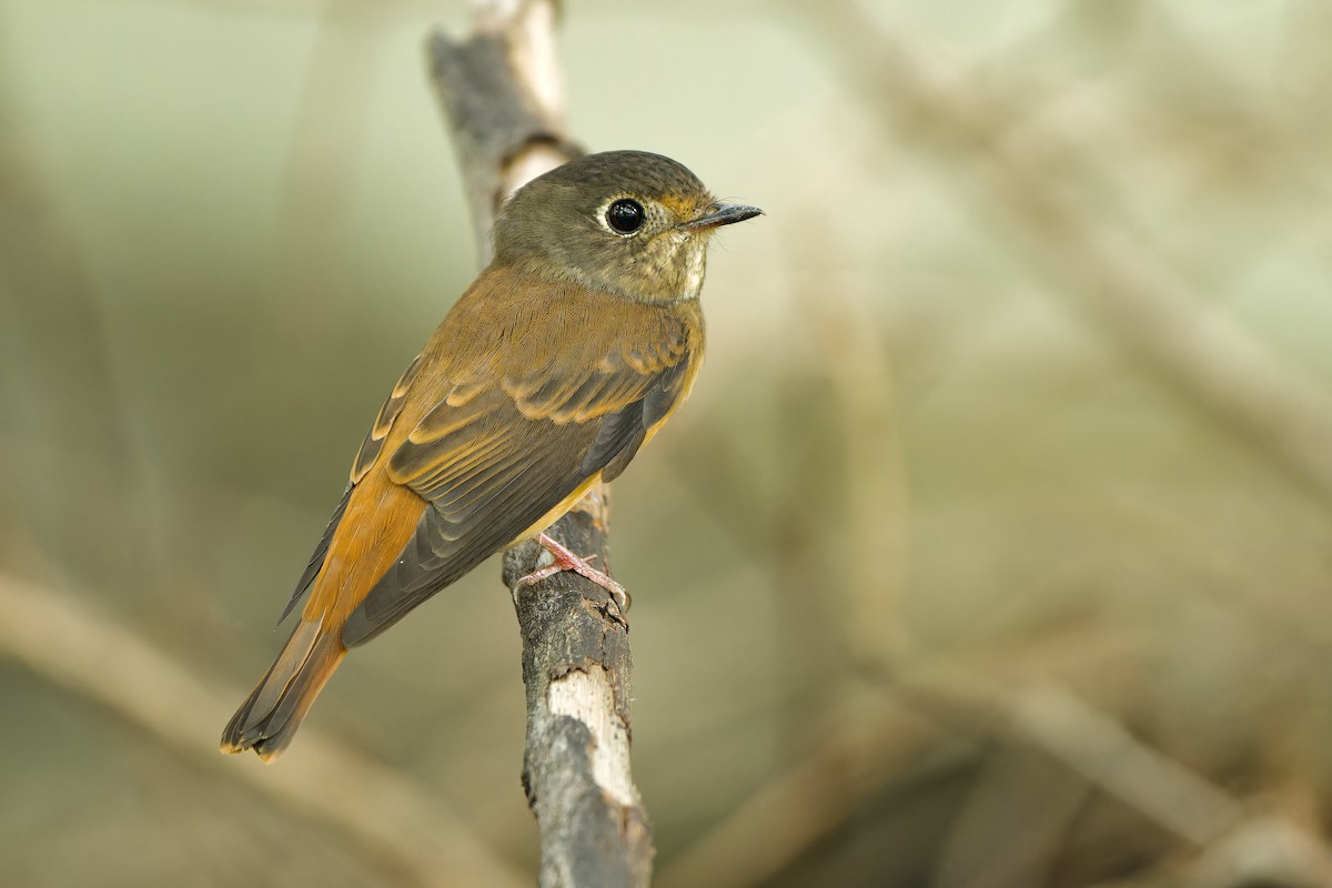 Ferruginous Flycatcher - ML608542065