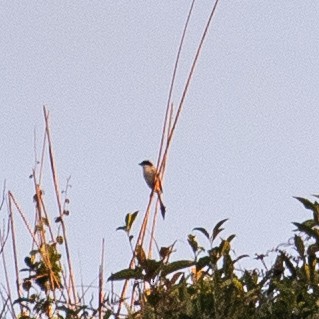 Long-tailed Shrike - Yann Bigant