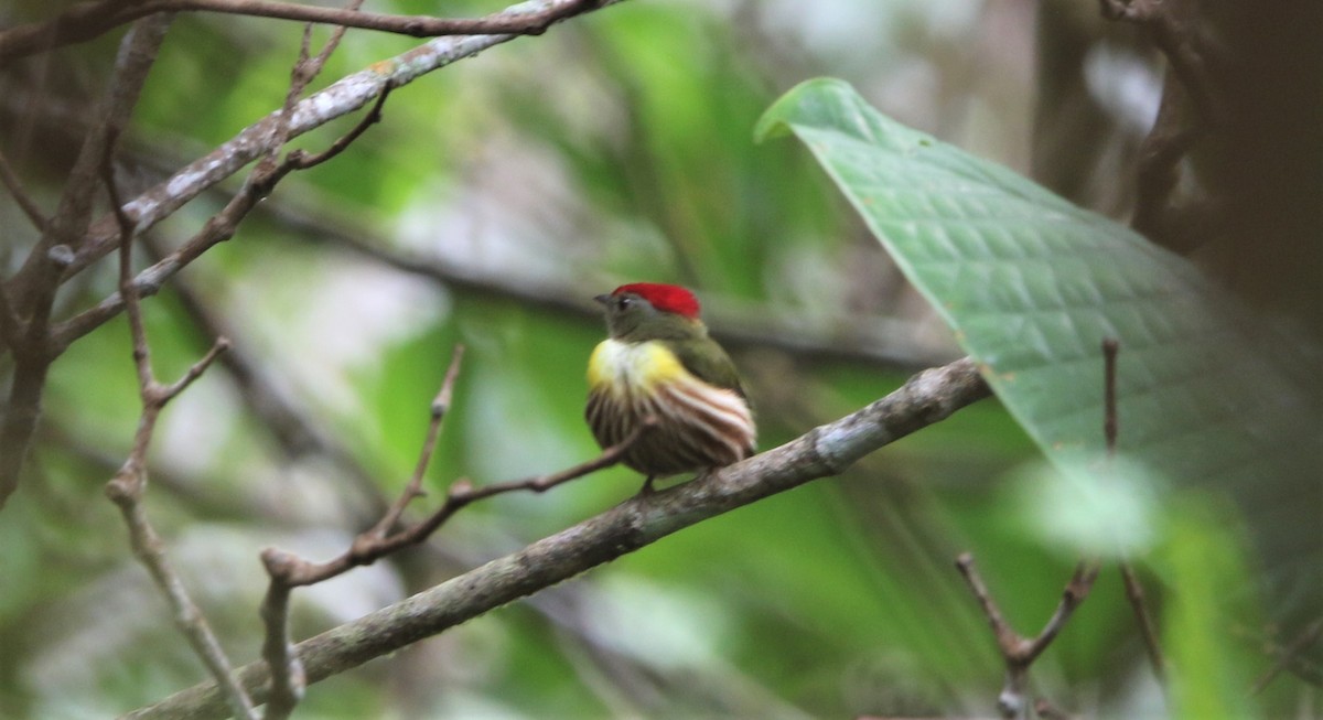 Painted Manakin - ML608542102