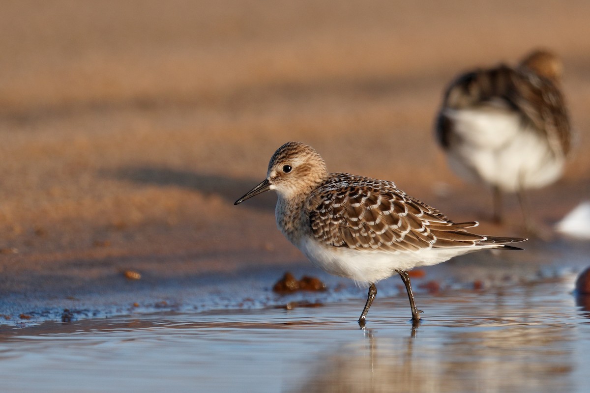 gulbrystsnipe - ML608542133