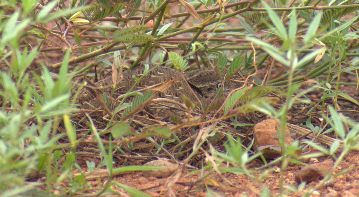 Barred Buttonquail - ML608542187