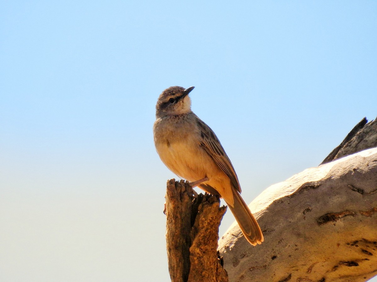 Rufous Songlark - Helen Erskine-Behr