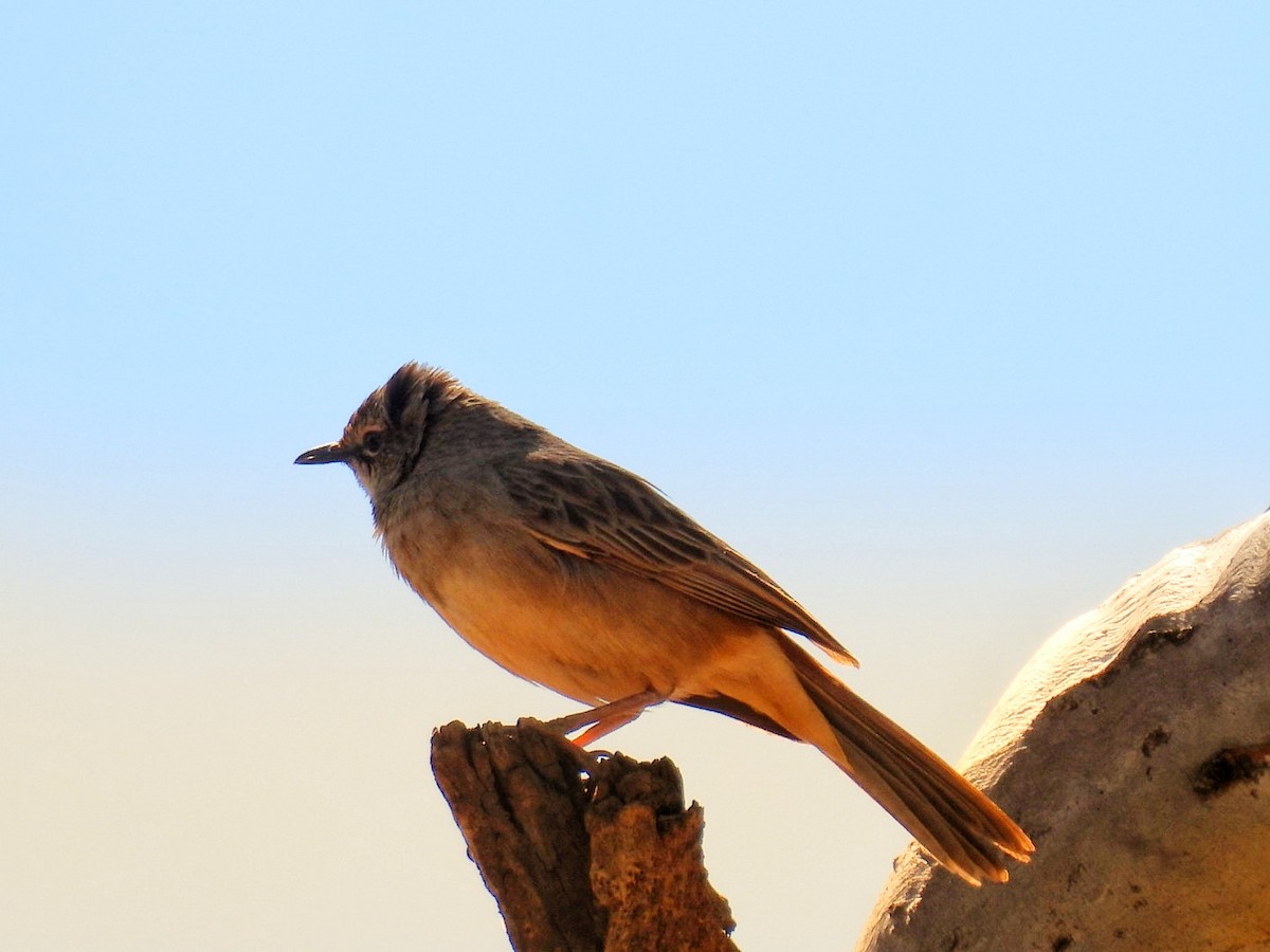 Rufous Songlark - ML608542276