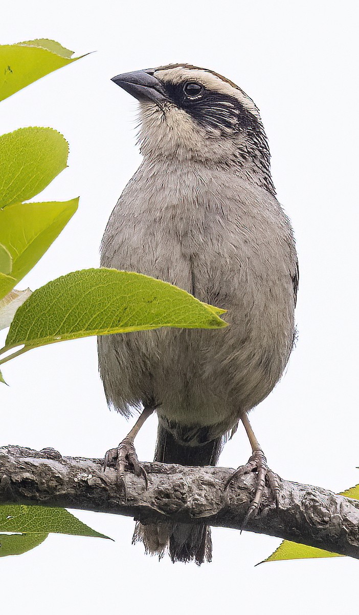 Striped Sparrow - Brad Singer