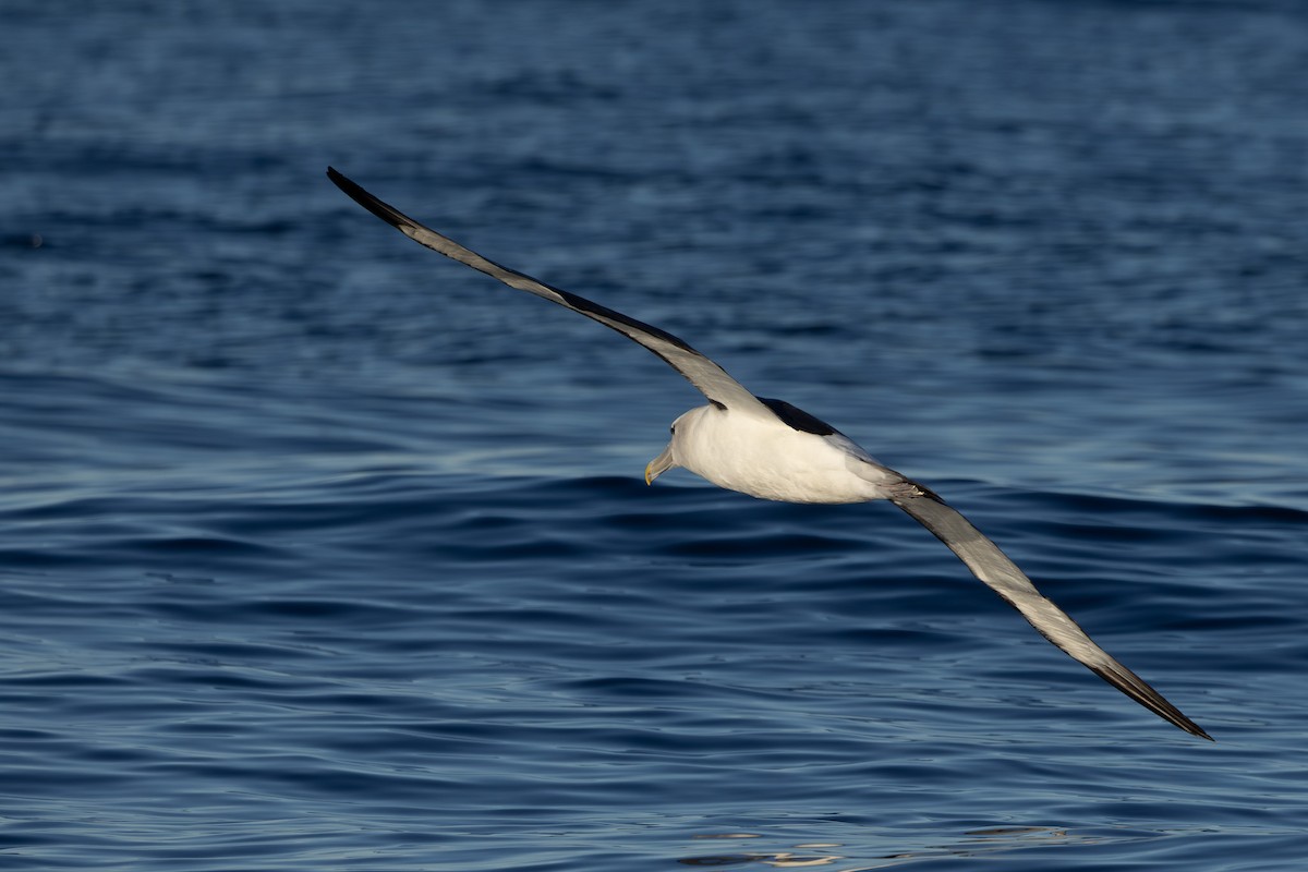 White-capped Albatross - Jodi Webber