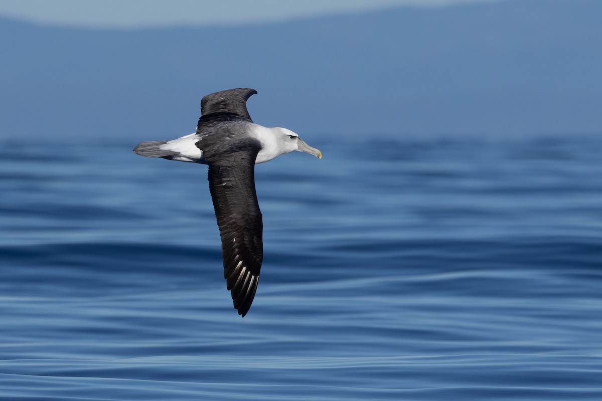 White-capped Albatross - Jodi Webber