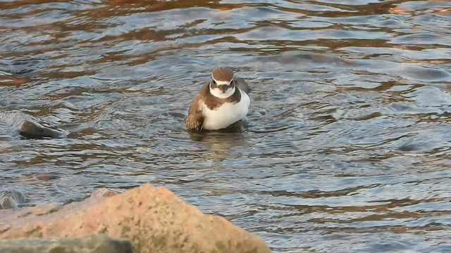 Semipalmated Plover - ML608542432