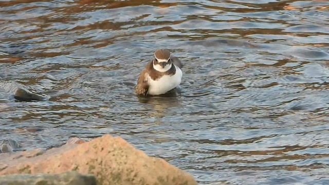 ミズカキチドリ - ML608542432