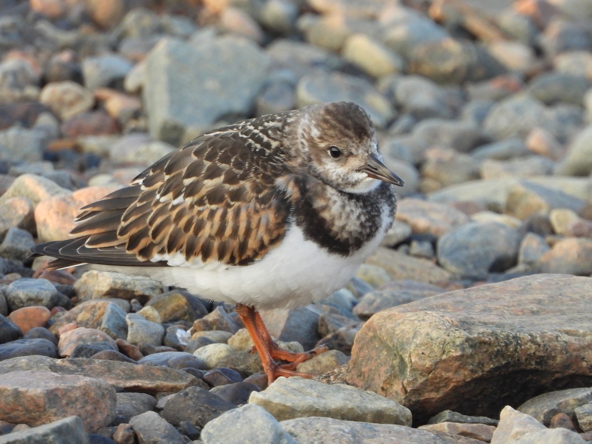 Ruddy Turnstone - ML608542446