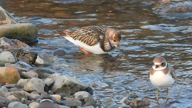 キョウジョシギ - ML608542451