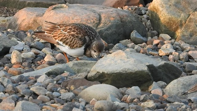 キョウジョシギ - ML608542456