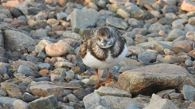 キョウジョシギ - ML608542460