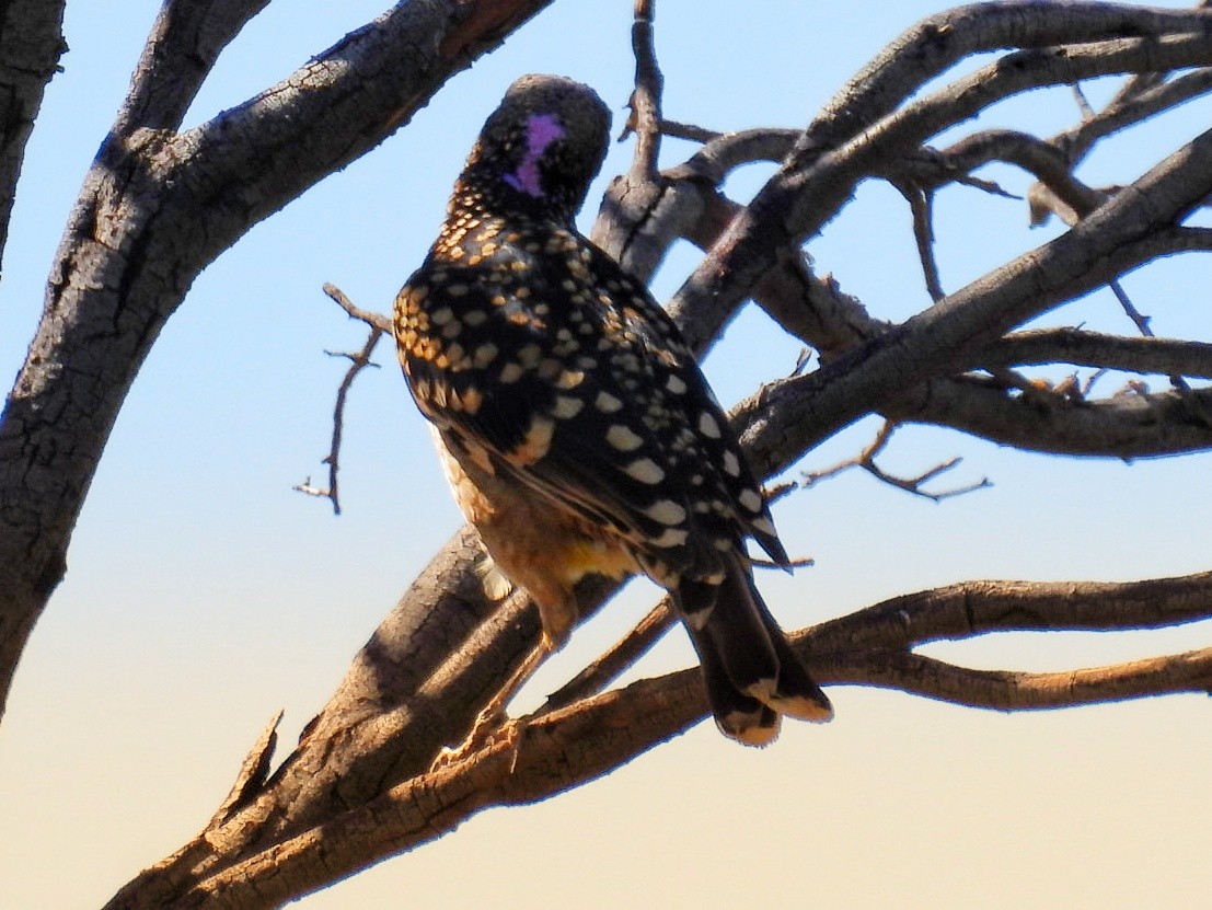 Western Bowerbird - Helen Erskine-Behr