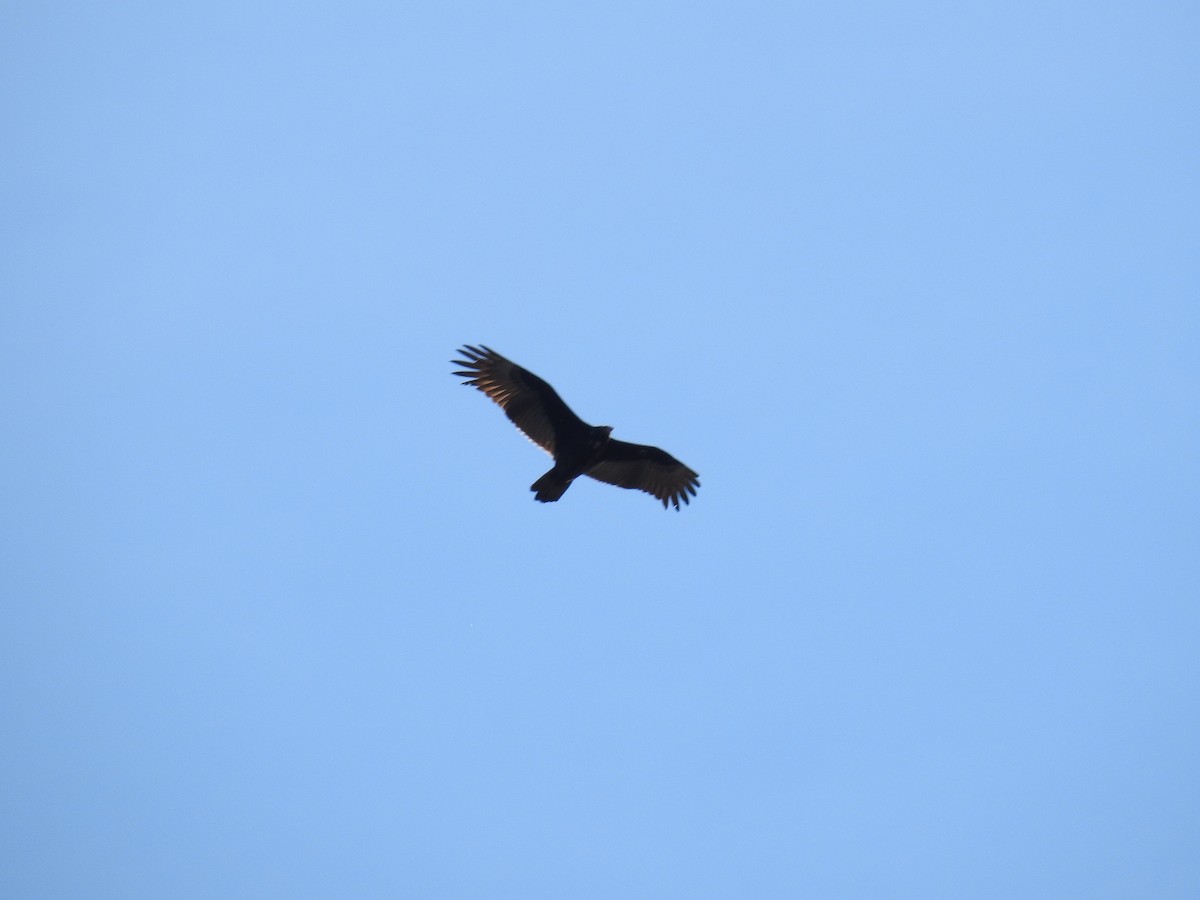 Turkey Vulture - ML608542493