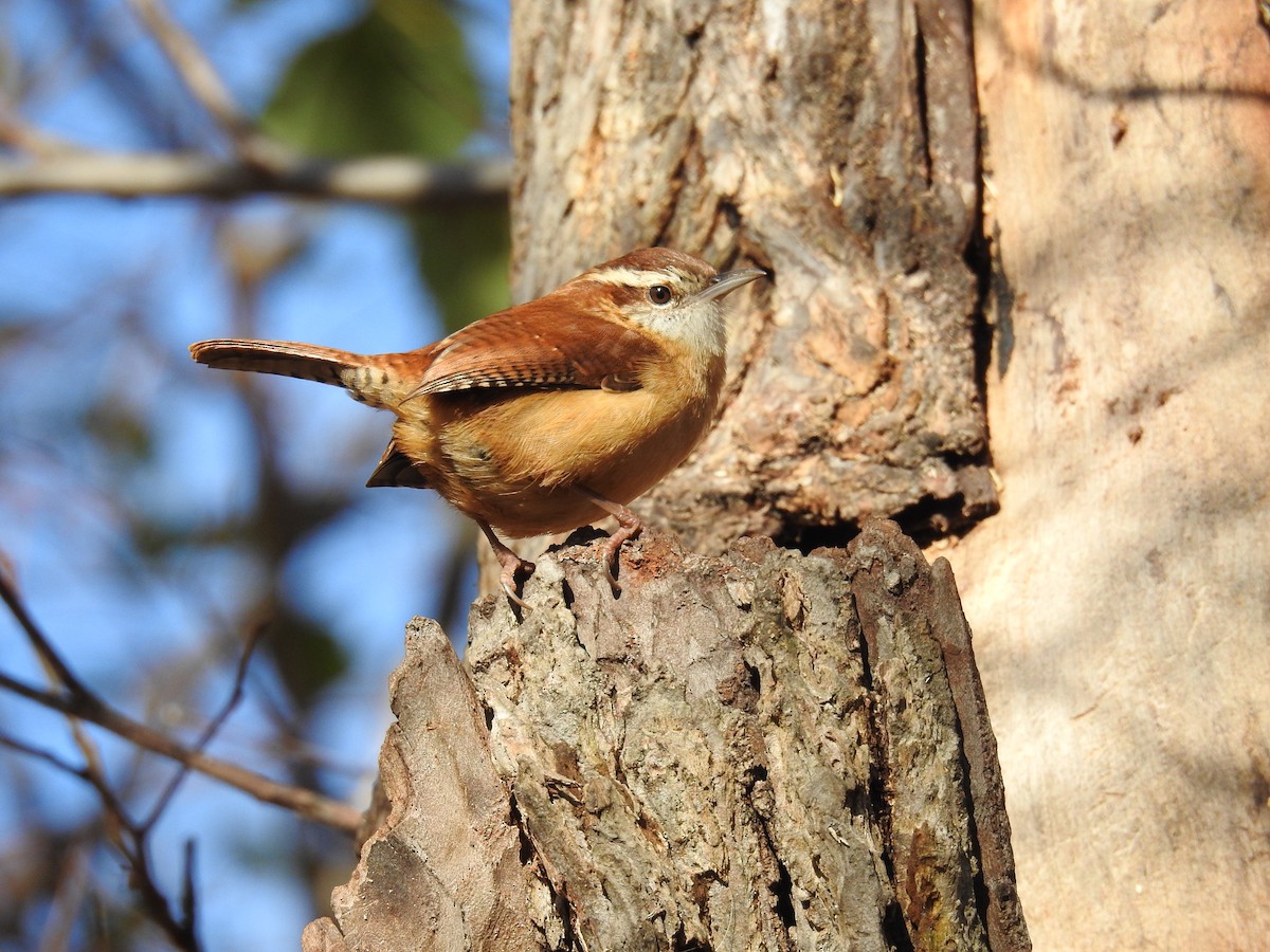 Carolina Wren - ML608542530