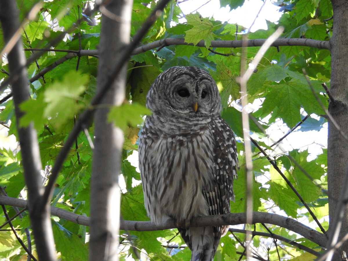 Barred Owl - ML608542550