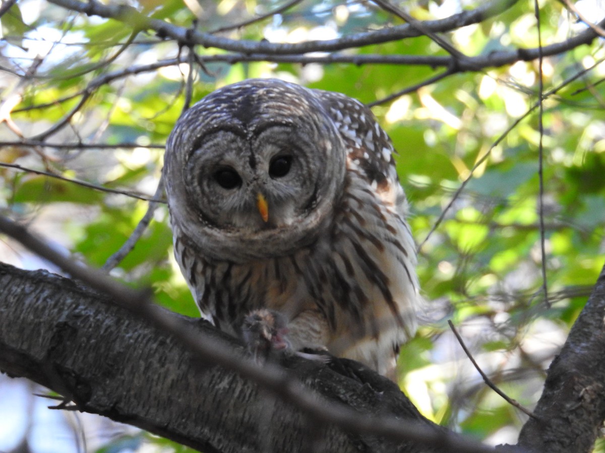 Barred Owl - ML608542551