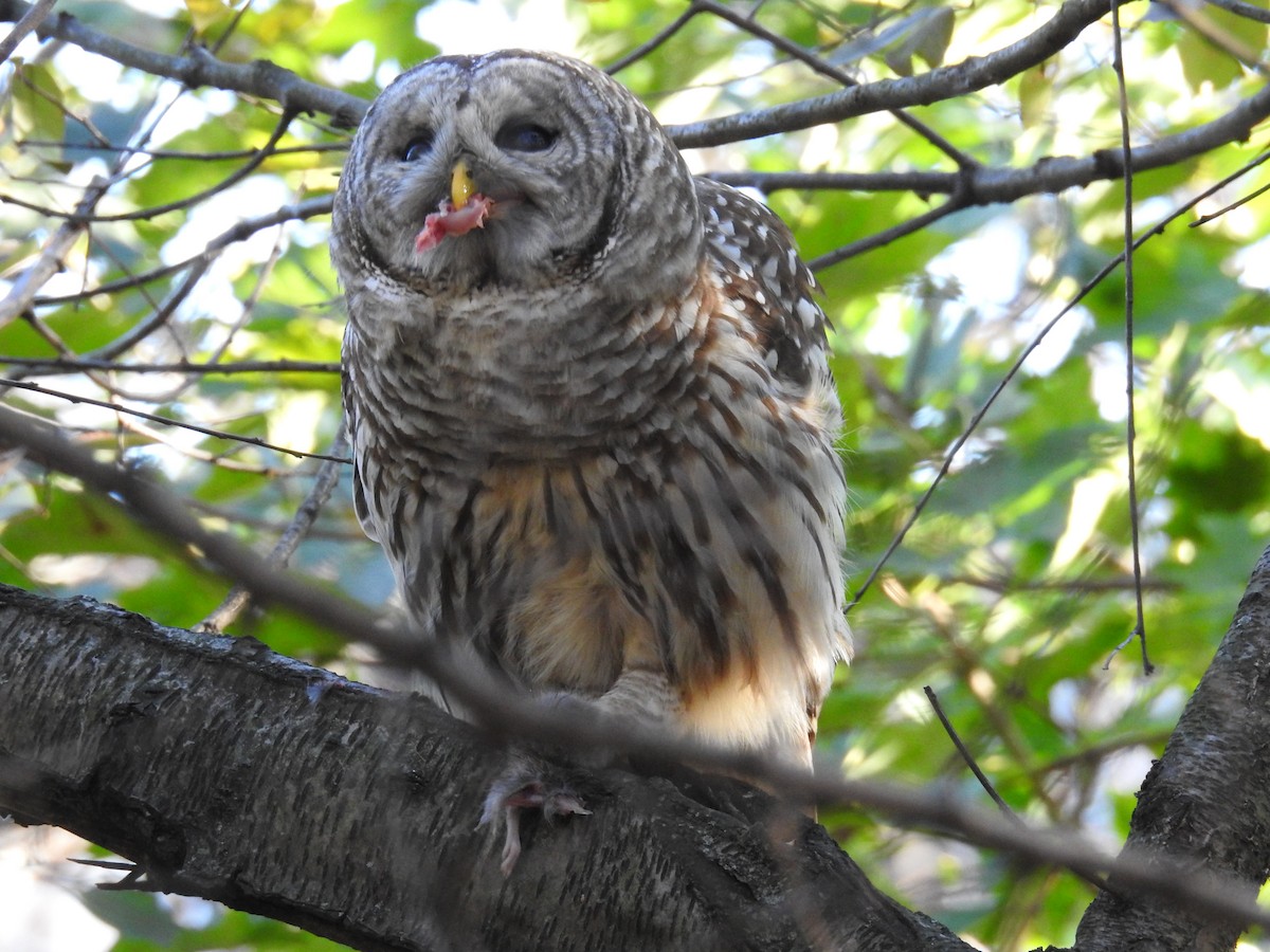 Barred Owl - ML608542552