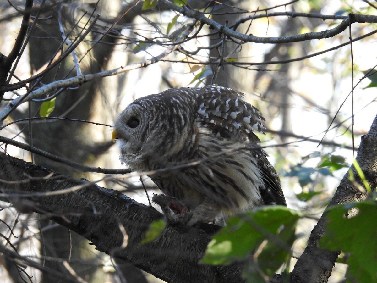 Barred Owl - ML608542554