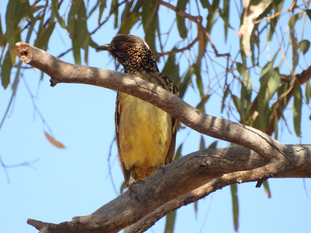 Western Bowerbird - Helen Erskine-Behr