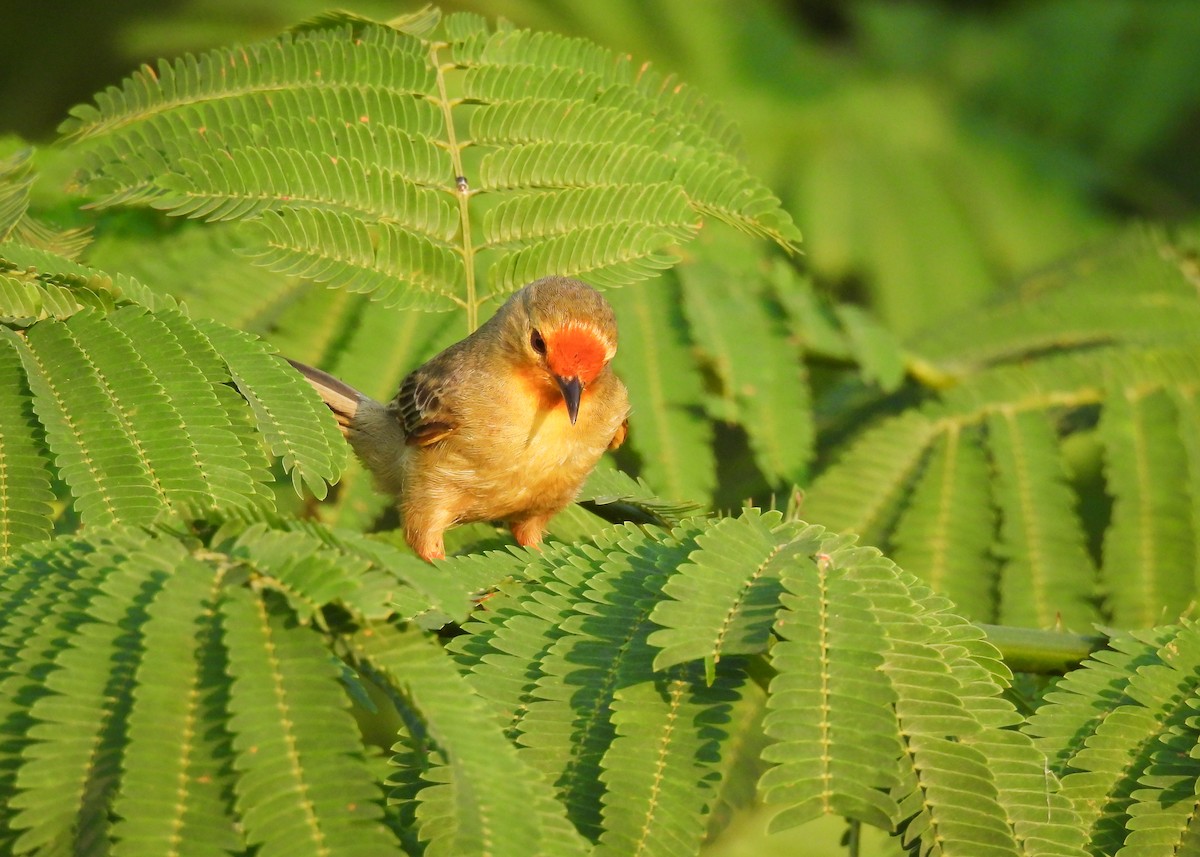 Orange-fronted Plushcrown - Arthur Gomes