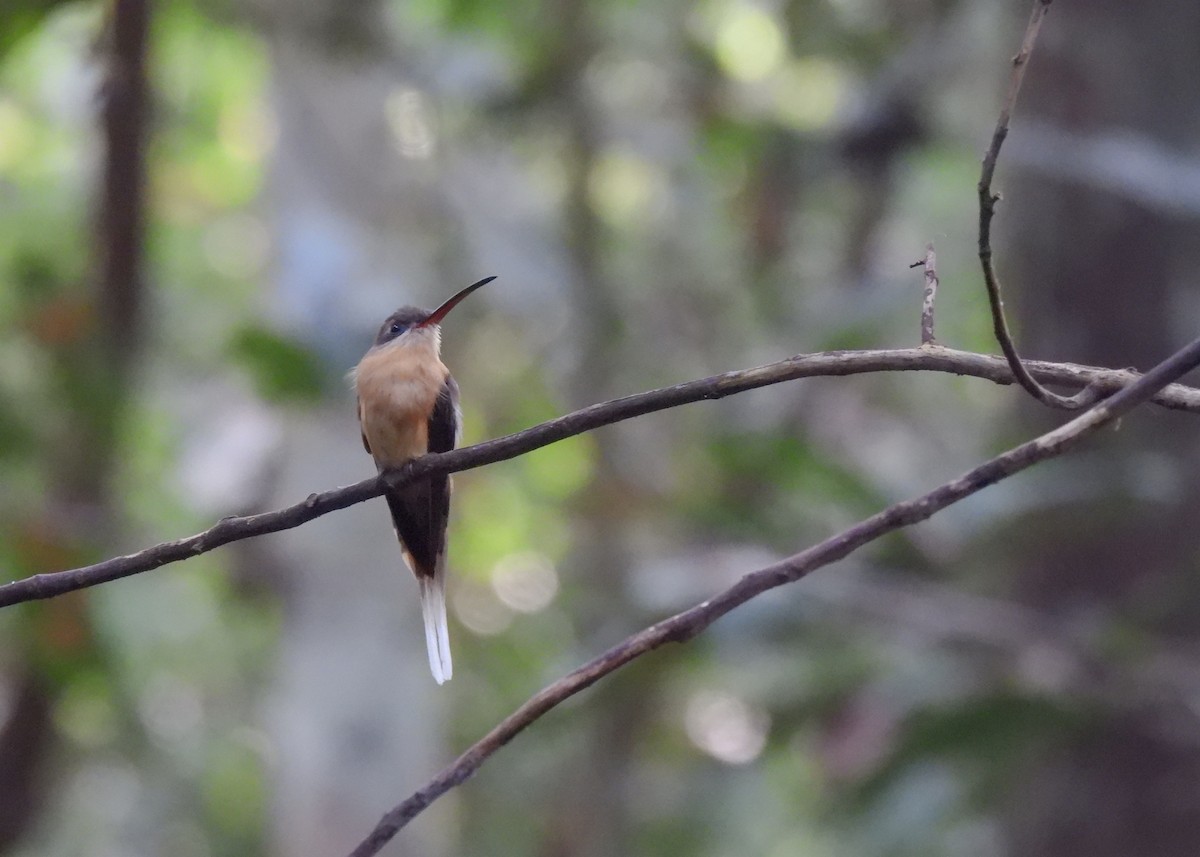 Needle-billed Hermit - ML608542667