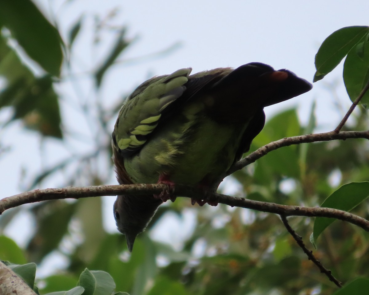 Pink-necked Green-Pigeon - ML608542678