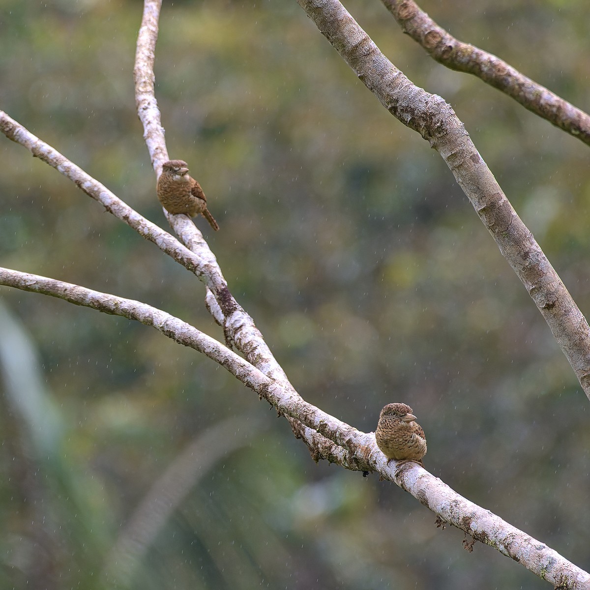 Barred Puffbird - ML608542722