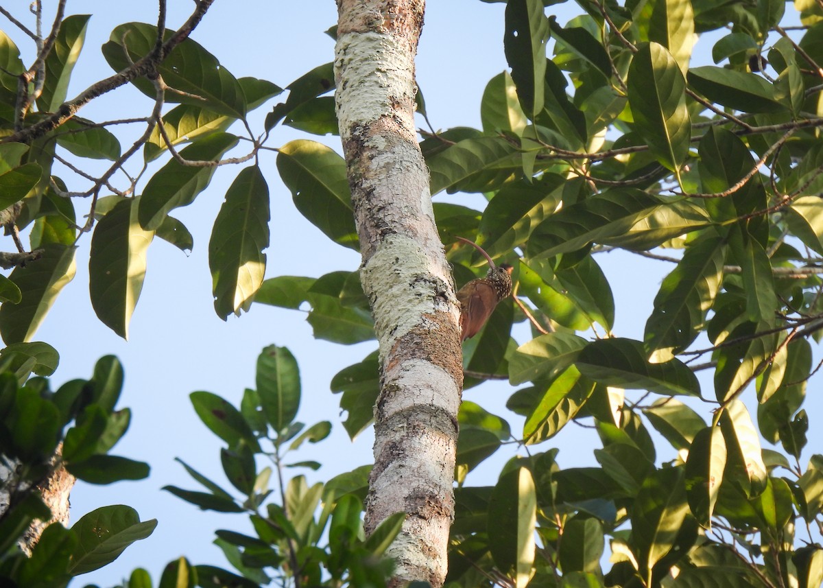 Curve-billed Scythebill (Tupana) - ML608542741