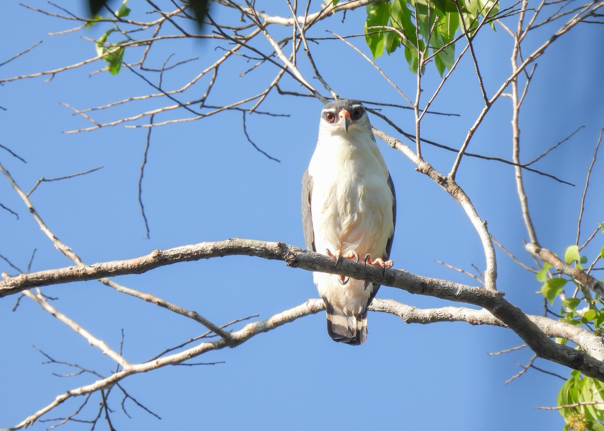 White-browed Hawk - Arthur Gomes