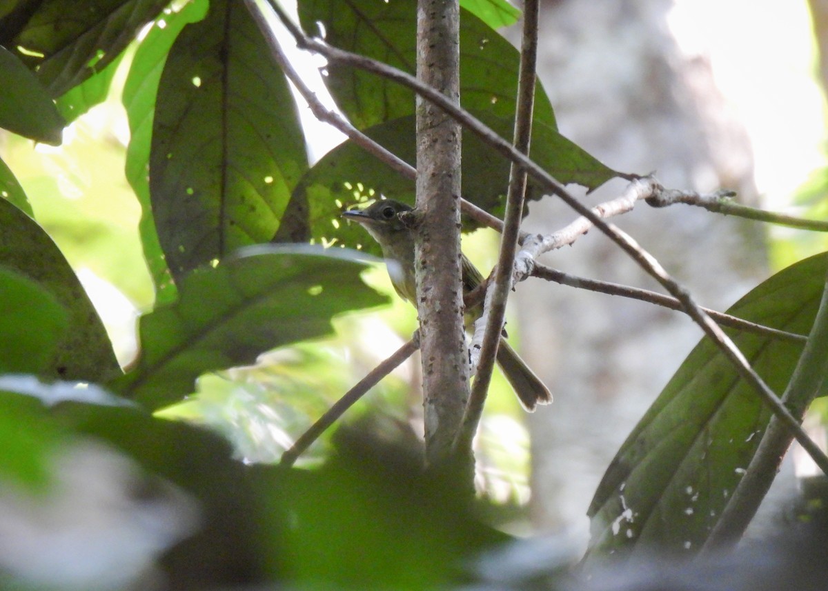 Western/Eastern Olivaceous Flatbill - Arthur Gomes