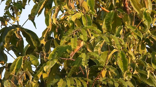 Orange-fronted Plushcrown - ML608542908