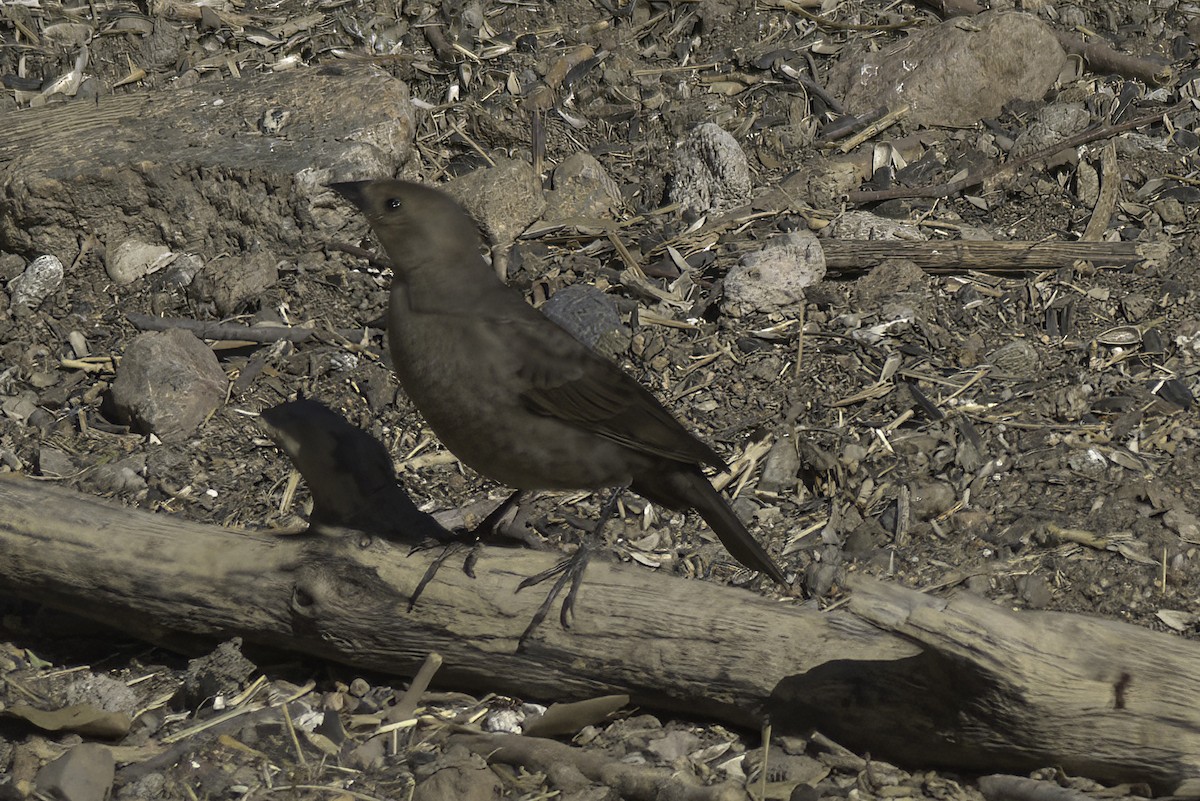 Brown-headed Cowbird - ML608542913