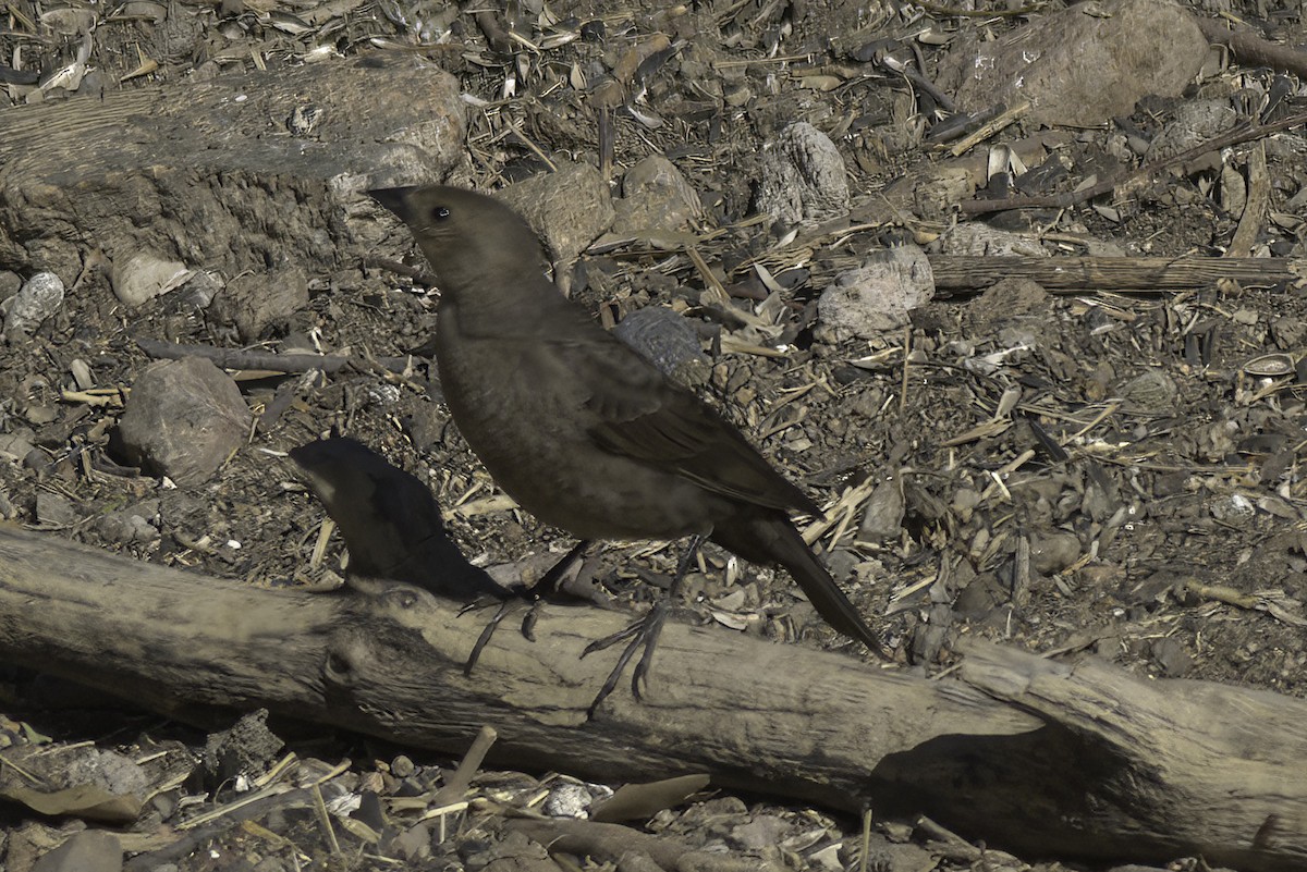 Brown-headed Cowbird - ML608542914