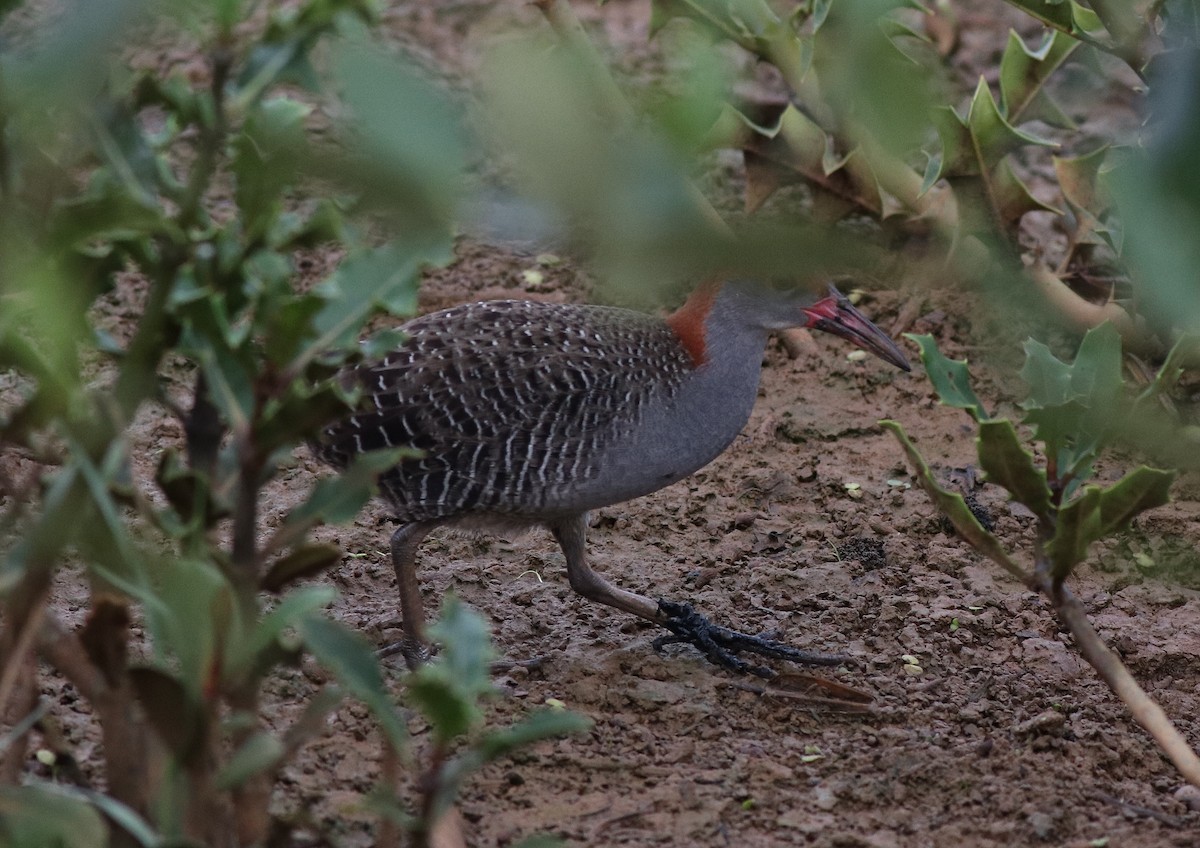 Slaty-breasted Rail - ML608542941