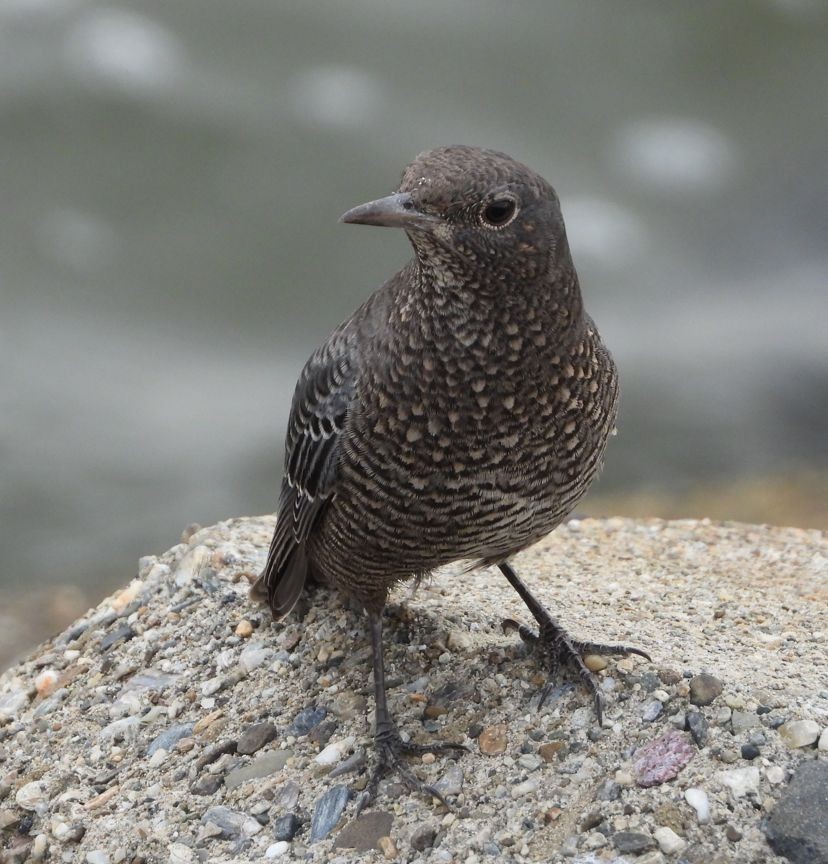 Blue Rock-Thrush - ML608542973