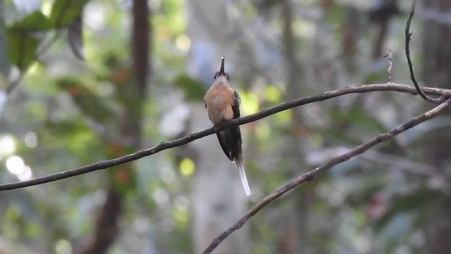 Needle-billed Hermit - ML608542978