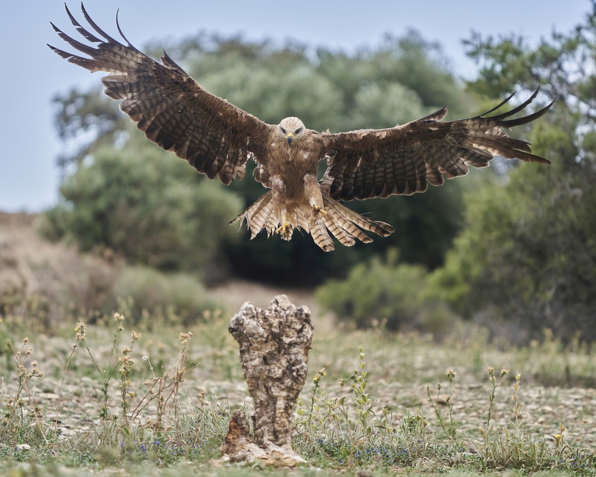 Black Kite - ML608542981