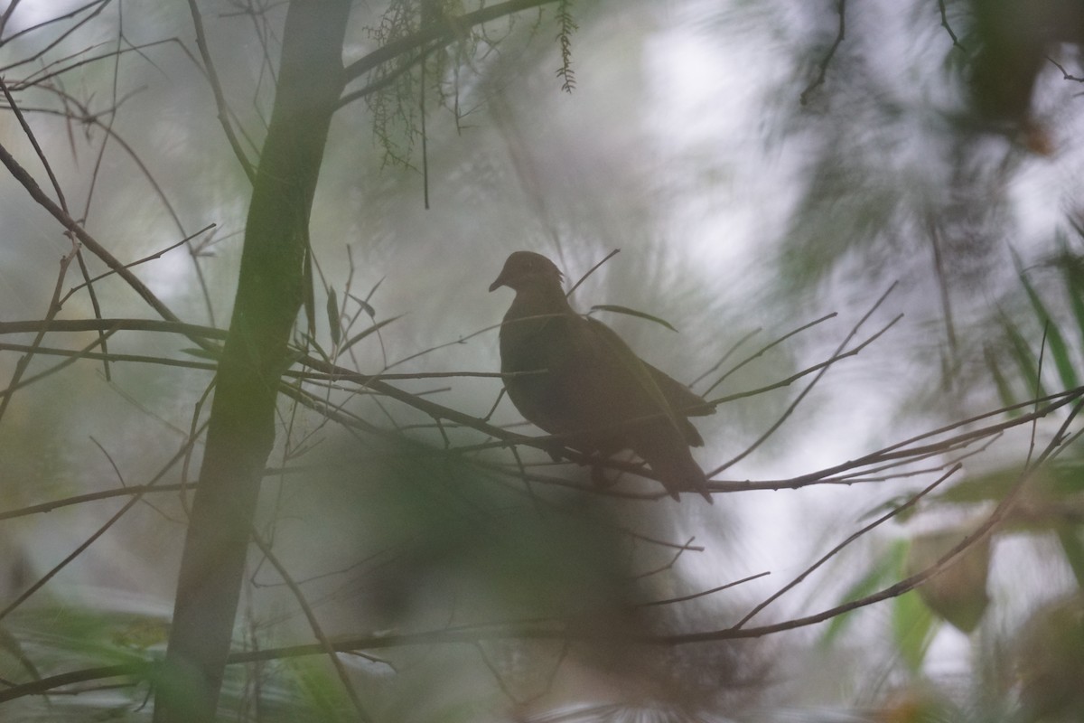 Ruddy Quail-Dove - ML608543007