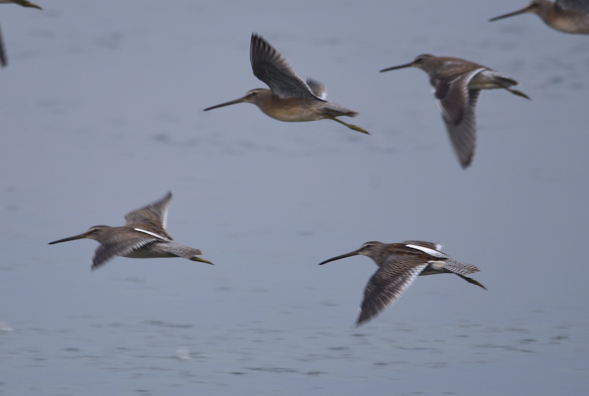 Long-billed Dowitcher - ML608543098