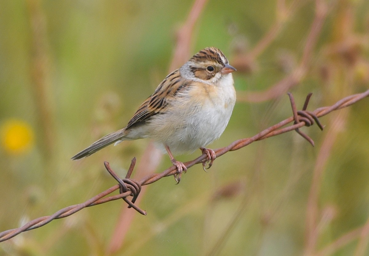 Clay-colored Sparrow - ML608543114