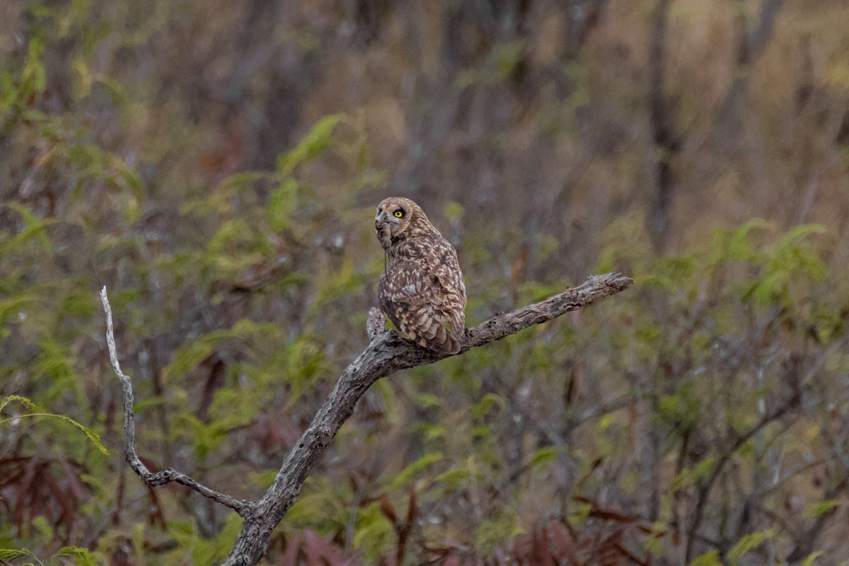 Short-eared Owl (Hawaiian) - ML608543115