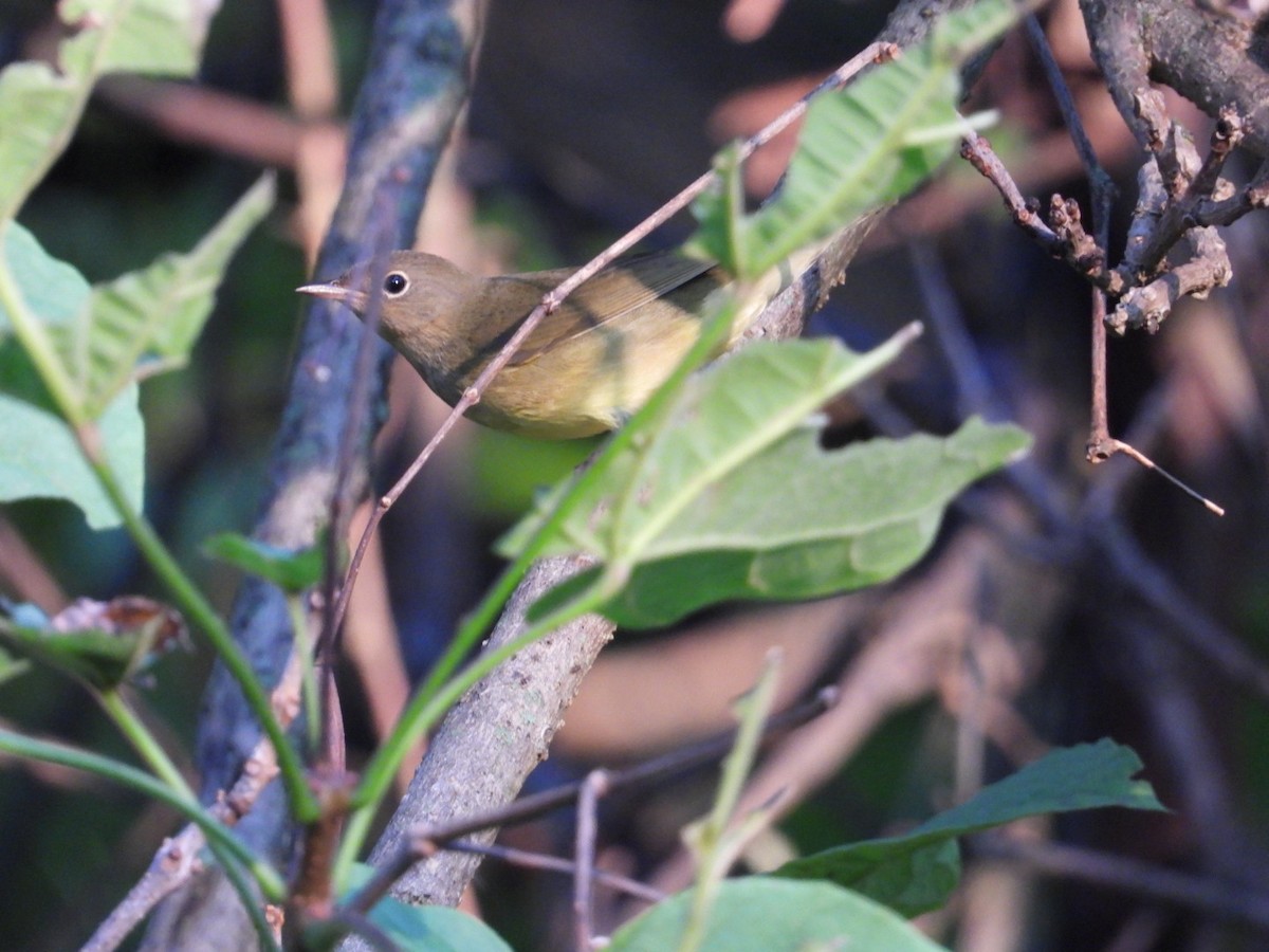 Connecticut Warbler - ML608543156